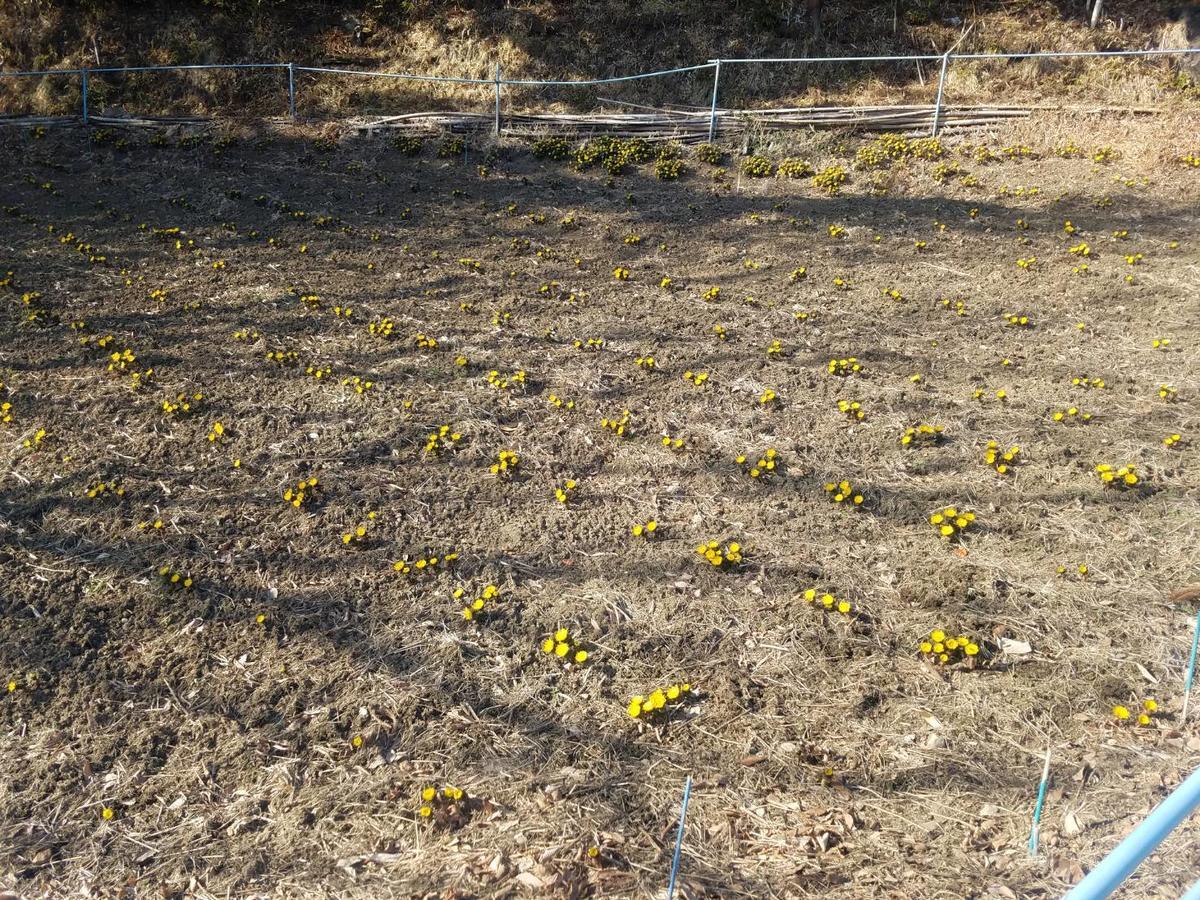 Oyado Hanamame Kusatsu  Esterno foto